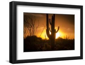 Arizona Landscape, Sunset Saguaro in Silhouette over Desert.-BCFC-Framed Photographic Print