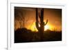 Arizona Landscape, Sunset Saguaro in Silhouette over Desert.-BCFC-Framed Photographic Print