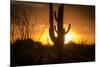 Arizona Landscape, Sunset Saguaro in Silhouette over Desert.-BCFC-Mounted Photographic Print