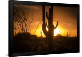 Arizona Landscape, Sunset Saguaro in Silhouette over Desert.-BCFC-Framed Photographic Print