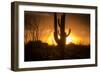 Arizona Landscape, Sunset Saguaro in Silhouette over Desert.-BCFC-Framed Photographic Print