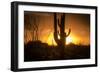 Arizona Landscape, Sunset Saguaro in Silhouette over Desert.-BCFC-Framed Photographic Print