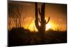 Arizona Landscape, Sunset Saguaro in Silhouette over Desert.-BCFC-Mounted Photographic Print