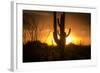 Arizona Landscape, Sunset Saguaro in Silhouette over Desert.-BCFC-Framed Photographic Print