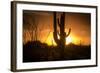 Arizona Landscape, Sunset Saguaro in Silhouette over Desert.-BCFC-Framed Photographic Print