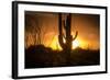 Arizona Landscape, Sunset Saguaro in Silhouette over Desert.-BCFC-Framed Photographic Print