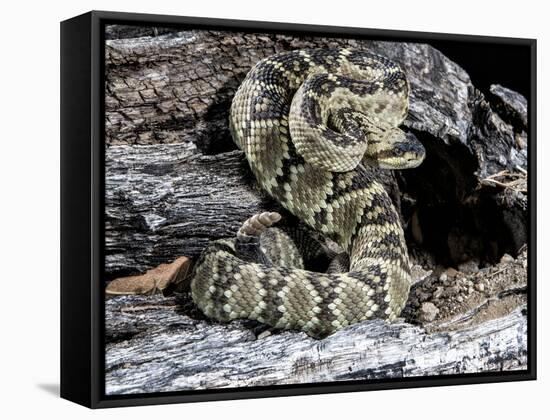 Arizona, Madera Canyon. Black Tailed Rattlesnake Coiled-Jaynes Gallery-Framed Stretched Canvas