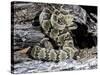 Arizona, Madera Canyon. Black Tailed Rattlesnake Coiled-Jaynes Gallery-Stretched Canvas
