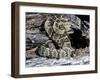 Arizona, Madera Canyon. Black Tailed Rattlesnake Coiled-Jaynes Gallery-Framed Premium Photographic Print