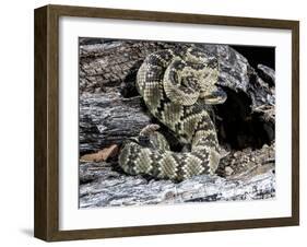 Arizona, Madera Canyon. Black Tailed Rattlesnake Coiled-Jaynes Gallery-Framed Premium Photographic Print