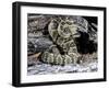 Arizona, Madera Canyon. Black Tailed Rattlesnake Coiled-Jaynes Gallery-Framed Premium Photographic Print