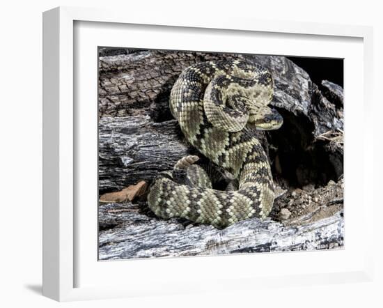 Arizona, Madera Canyon. Black Tailed Rattlesnake Coiled-Jaynes Gallery-Framed Premium Photographic Print