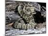 Arizona, Madera Canyon. Black Tailed Rattlesnake Coiled-Jaynes Gallery-Mounted Premium Photographic Print