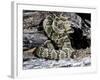 Arizona, Madera Canyon. Black Tailed Rattlesnake Coiled-Jaynes Gallery-Framed Photographic Print