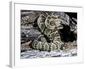 Arizona, Madera Canyon. Black Tailed Rattlesnake Coiled-Jaynes Gallery-Framed Photographic Print