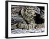 Arizona, Madera Canyon. Black Tailed Rattlesnake Coiled-Jaynes Gallery-Framed Photographic Print