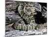 Arizona, Madera Canyon. Black Tailed Rattlesnake Coiled-Jaynes Gallery-Mounted Photographic Print