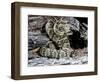 Arizona, Madera Canyon. Black Tailed Rattlesnake Coiled-Jaynes Gallery-Framed Photographic Print