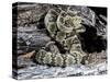 Arizona, Madera Canyon. Black Tailed Rattlesnake Coiled-Jaynes Gallery-Stretched Canvas