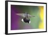 Arizona, Madera Canyon. Blue Throated Hummingbird with Spread Wings-Jaynes Gallery-Framed Photographic Print