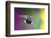 Arizona, Madera Canyon. Blue Throated Hummingbird with Spread Wings-Jaynes Gallery-Framed Photographic Print