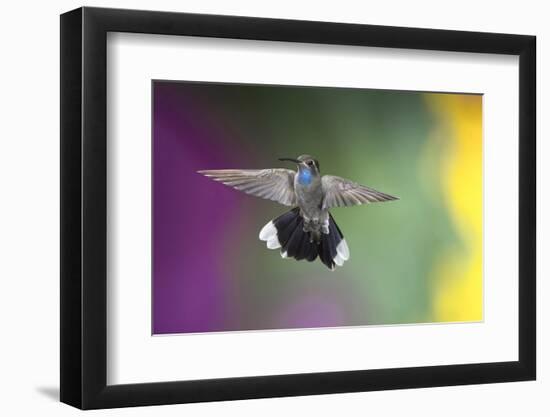 Arizona, Madera Canyon. Blue Throated Hummingbird with Spread Wings-Jaynes Gallery-Framed Photographic Print