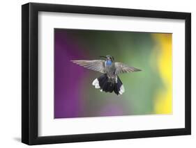 Arizona, Madera Canyon. Blue Throated Hummingbird with Spread Wings-Jaynes Gallery-Framed Photographic Print