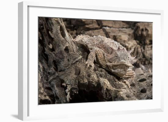 Arizona, Madera Canyon. Close Up of Regal Horned Lizard-Jaynes Gallery-Framed Photographic Print