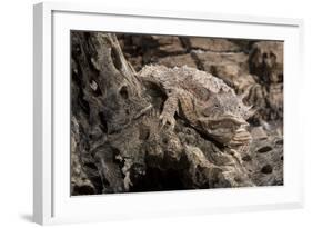 Arizona, Madera Canyon. Close Up of Regal Horned Lizard-Jaynes Gallery-Framed Photographic Print