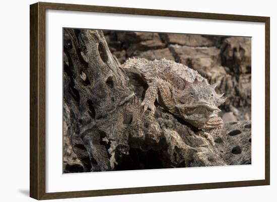 Arizona, Madera Canyon. Close Up of Regal Horned Lizard-Jaynes Gallery-Framed Photographic Print