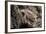 Arizona, Madera Canyon. Close Up of Regal Horned Lizard-Jaynes Gallery-Framed Photographic Print