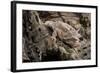 Arizona, Madera Canyon. Close Up of Regal Horned Lizard-Jaynes Gallery-Framed Photographic Print