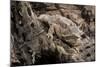 Arizona, Madera Canyon. Close Up of Regal Horned Lizard-Jaynes Gallery-Mounted Photographic Print