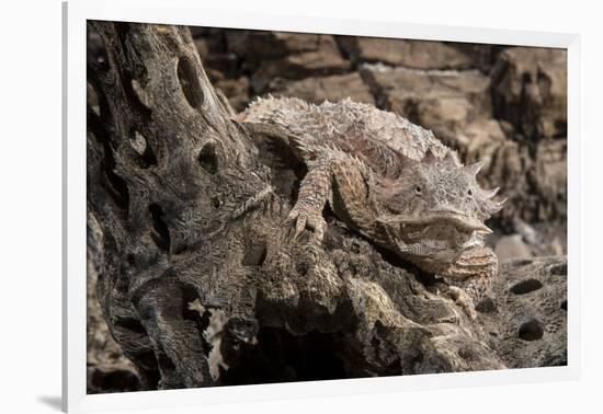 Arizona, Madera Canyon. Close Up of Regal Horned Lizard-Jaynes Gallery-Framed Photographic Print