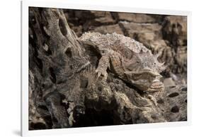 Arizona, Madera Canyon. Close Up of Regal Horned Lizard-Jaynes Gallery-Framed Photographic Print