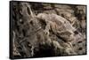 Arizona, Madera Canyon. Close Up of Regal Horned Lizard-Jaynes Gallery-Framed Stretched Canvas