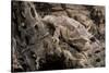 Arizona, Madera Canyon. Close Up of Regal Horned Lizard-Jaynes Gallery-Stretched Canvas
