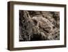 Arizona, Madera Canyon. Close Up of Regal Horned Lizard-Jaynes Gallery-Framed Photographic Print