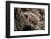 Arizona, Madera Canyon. Close Up of Regal Horned Lizard-Jaynes Gallery-Framed Photographic Print