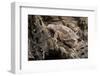 Arizona, Madera Canyon. Close Up of Regal Horned Lizard-Jaynes Gallery-Framed Photographic Print