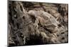 Arizona, Madera Canyon. Close Up of Regal Horned Lizard-Jaynes Gallery-Mounted Photographic Print