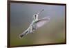 Arizona, Madera Canyon. Female Broad Billed Hummingbird in Flight-Jaynes Gallery-Framed Photographic Print