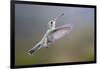 Arizona, Madera Canyon. Female Broad Billed Hummingbird in Flight-Jaynes Gallery-Framed Photographic Print