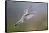 Arizona, Madera Canyon. Female Broad Billed Hummingbird in Flight-Jaynes Gallery-Framed Stretched Canvas