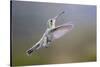 Arizona, Madera Canyon. Female Broad Billed Hummingbird in Flight-Jaynes Gallery-Stretched Canvas