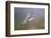 Arizona, Madera Canyon. Female Broad Billed Hummingbird in Flight-Jaynes Gallery-Framed Photographic Print