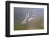 Arizona, Madera Canyon. Female Broad Billed Hummingbird in Flight-Jaynes Gallery-Framed Photographic Print