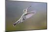 Arizona, Madera Canyon. Female Broad Billed Hummingbird in Flight-Jaynes Gallery-Mounted Photographic Print