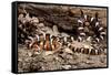 Arizona, Madera Canyon. Sonoran Mountain King Snake-Jaynes Gallery-Framed Stretched Canvas