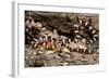 Arizona, Madera Canyon. Sonoran Mountain King Snake-Jaynes Gallery-Framed Photographic Print